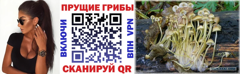 Псилоцибиновые грибы Psilocybine cubensis  гидра зеркало  Печоры  цены  